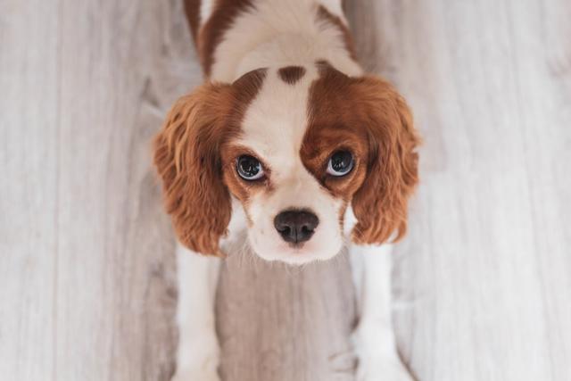 cavalier-king-charles-spaniel