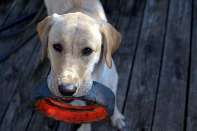 labrador-retriever