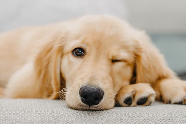 golden-retriever