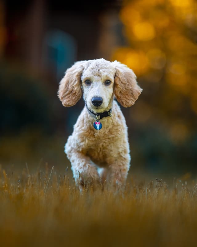 poodle