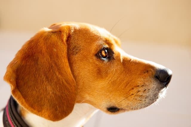 beagle