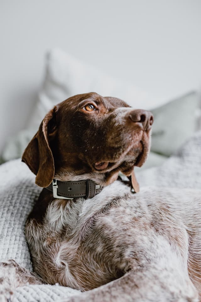 german-shorthaired-pointer