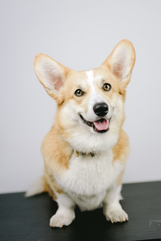 pembroke-welsh-corgi