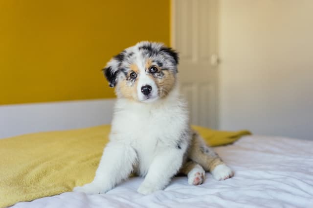 australian-shepherd