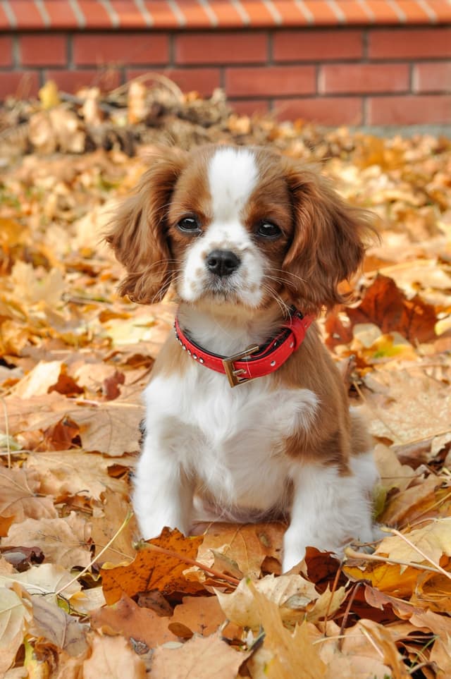 cavalier-king-charles-spaniel
