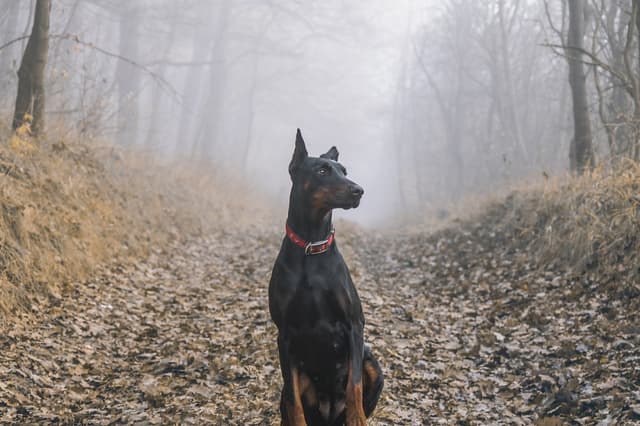 doberman-pinscher