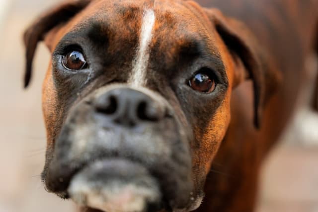 boxer-dog