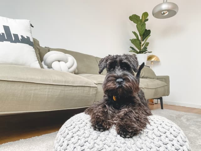 miniature-schnauzer