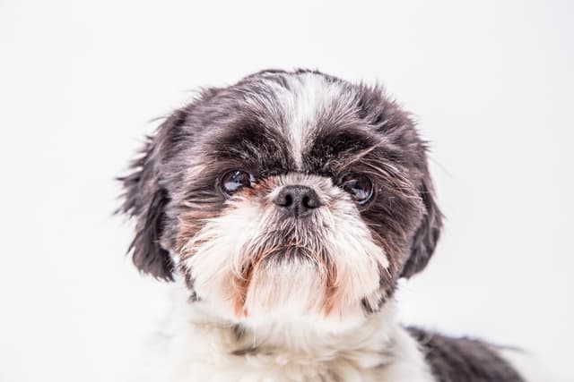 shih-tzu