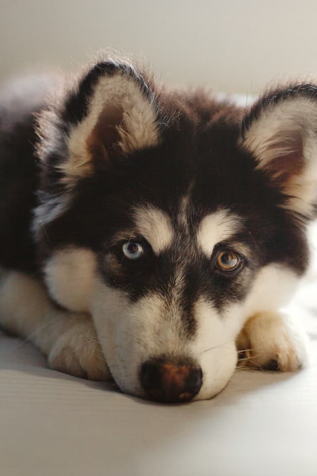 siberian-huskie