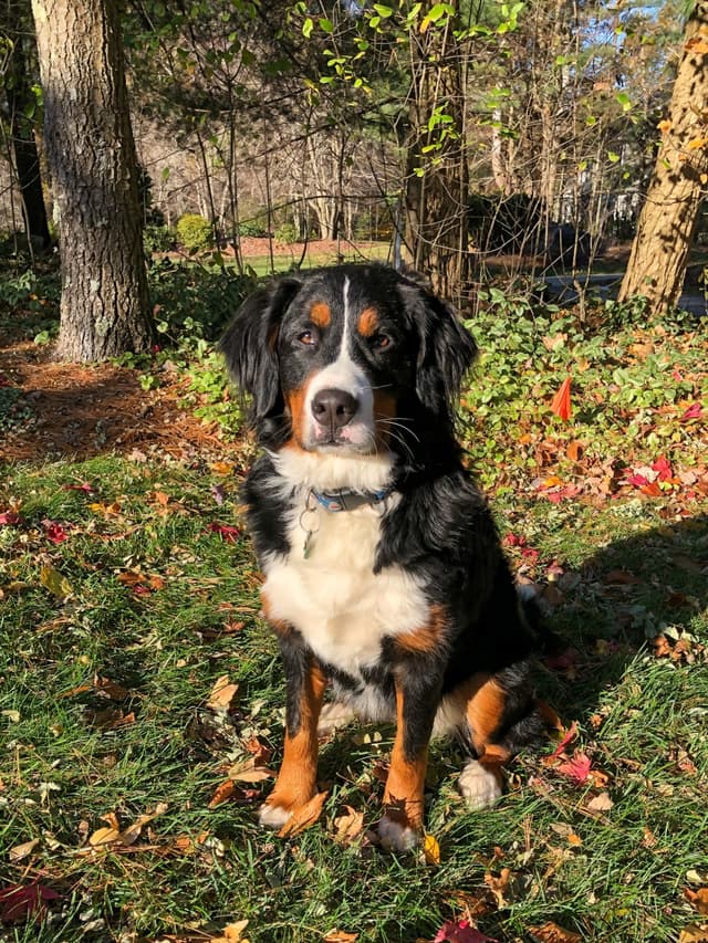 bernese-mountain-dog
