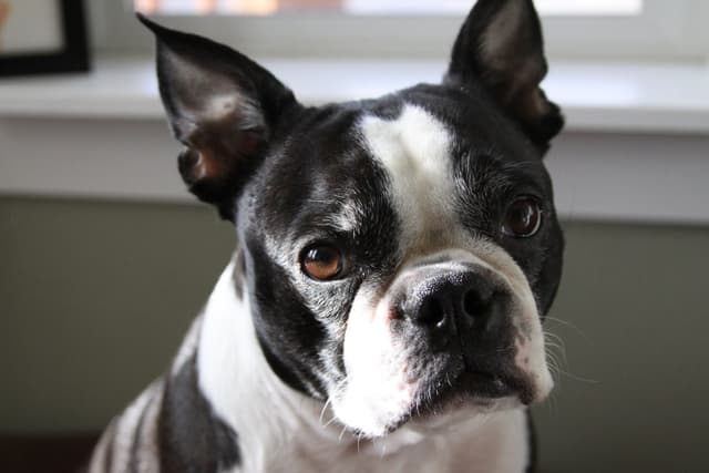 boston-terrier