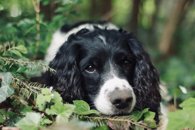 english-springer-spaniel