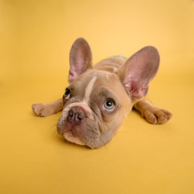 french-bulldog