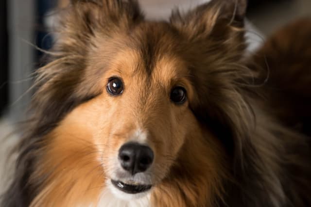 shetland-sheepdog
