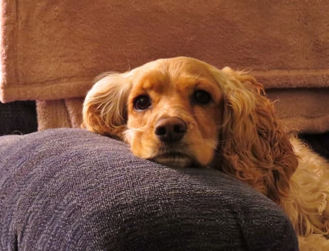 cocker-spaniel