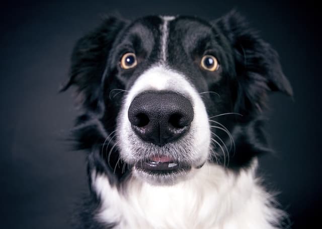 border-collie