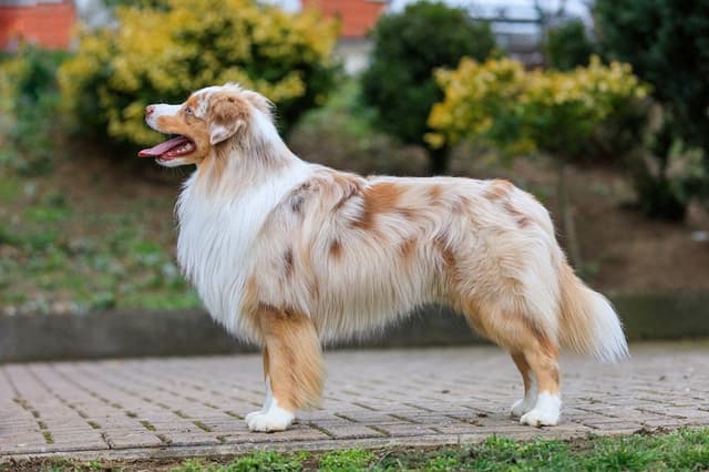 miniature-american-shepherd