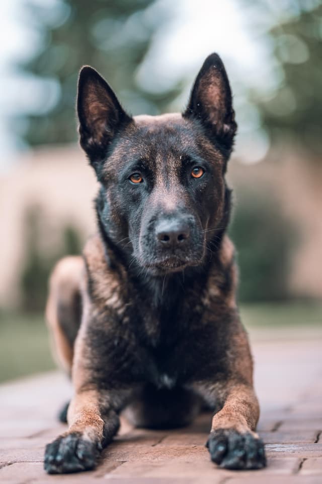 belgian-malinois