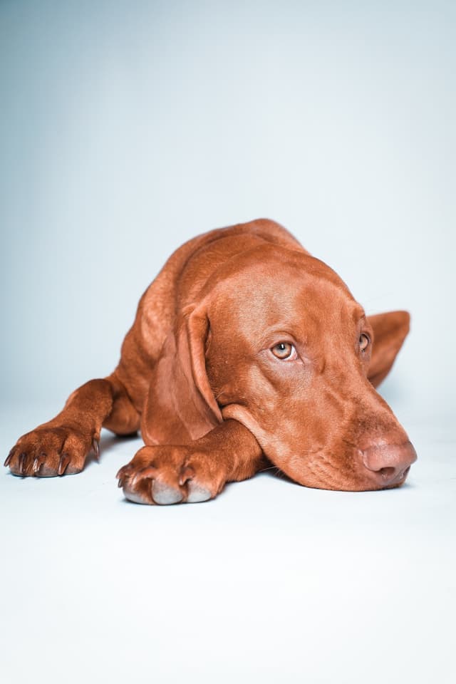 vizsla