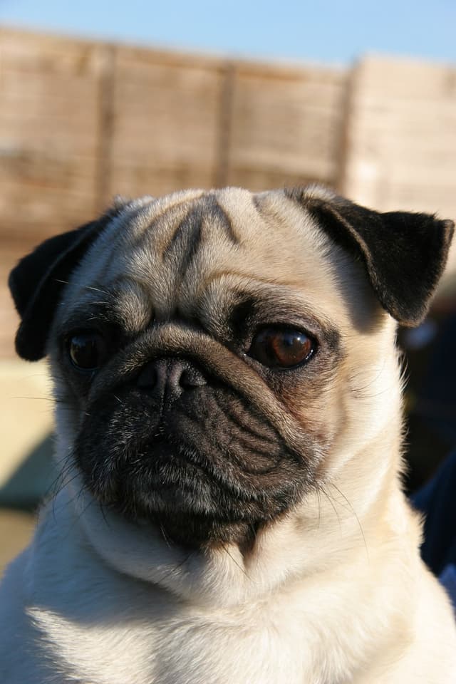 pug