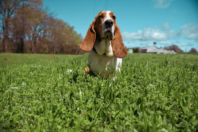 basset-hound