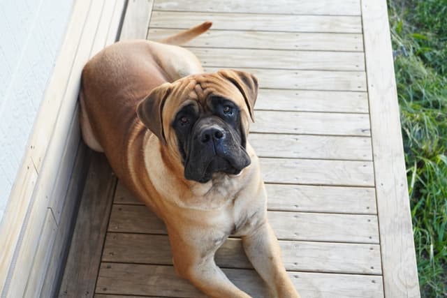 mastiff