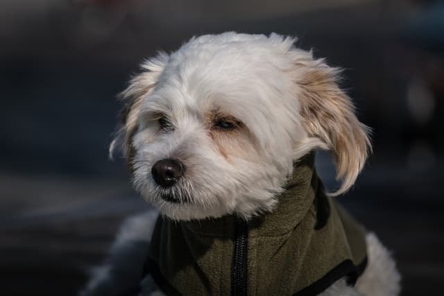 maltese