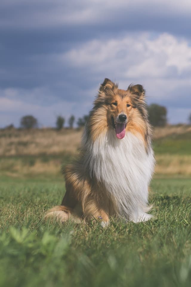 collie