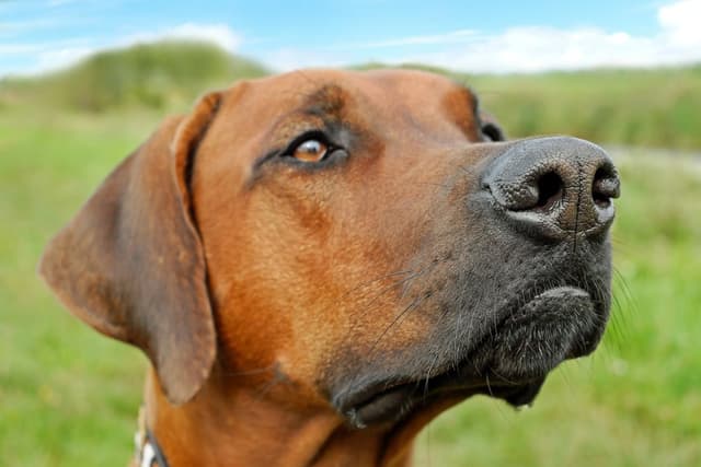 rhodesian-ridgeback